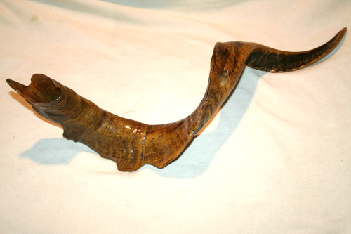 Vintage taxidermy ram - vintage, ram's