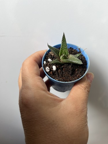 Haworthia limifolia rooted - haworthia,