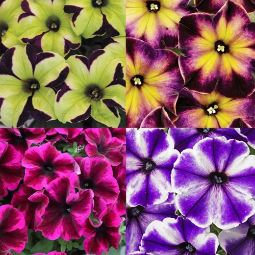 Rare petunia seeds for - rare,