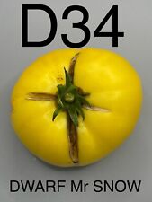 graine / seed tomate DWARF / NAINE taille grosse variété DWARF Mr SNOW