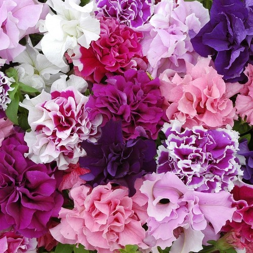Hanging basket tub flowers - hanging,