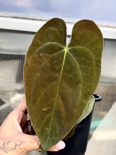 Exact plant collector rare - collector,