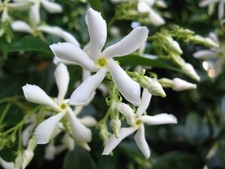 STAR JASMINE WHITE FLOWERS JASMINOIDES TRACHELOSPERMUM CLIMBING PLANT 9CM POT