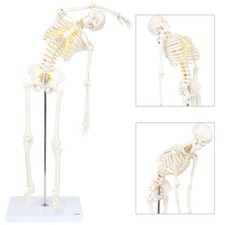 Axis Scientific 34" Flexible