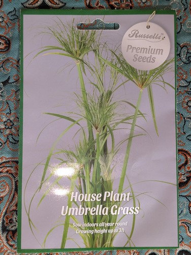Umbrella grass premium seeds - grass,