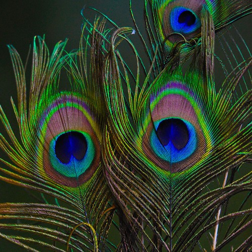 80cm large peacock - 70-80cm,