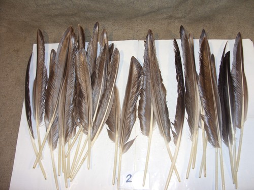 Goose feathers - goose,