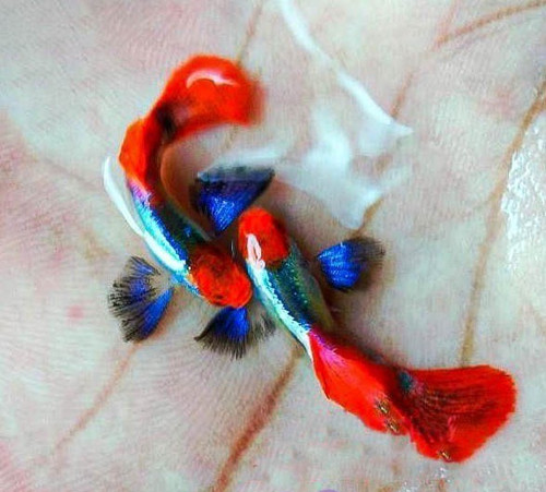 Platinum red tail dumbo - platinum,