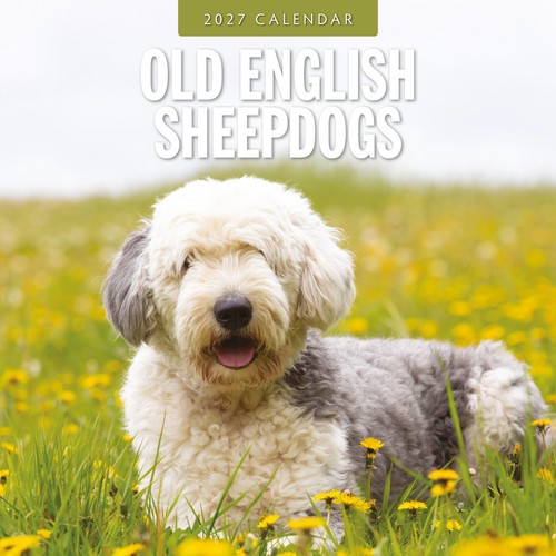 Old english sheepdogs 2027 - old,