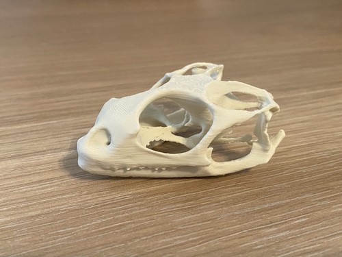 Replica bearded dragon skull - replica,