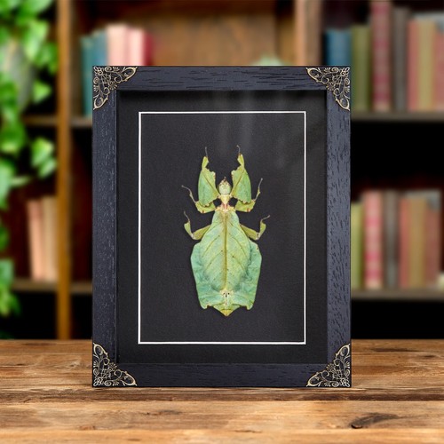 Giant leaf taxidermy insect - giant,