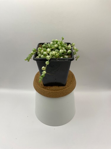 Senecio rowleyanus variegata - rowleyanus, |