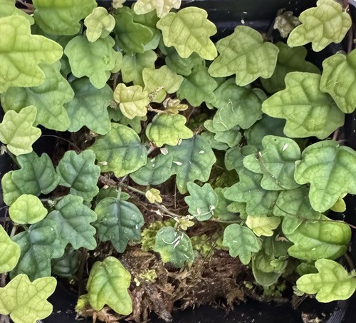 Oak leaf creeping fig - oak,