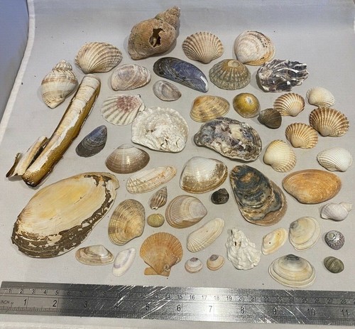 Sea shells natural small - shells,
