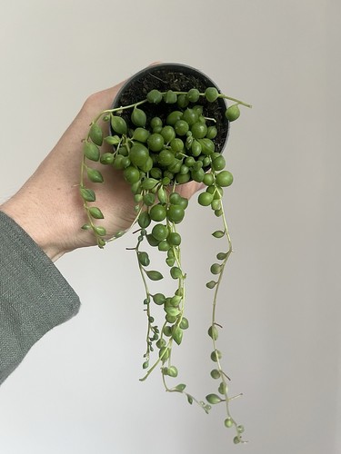 String pearls 6cm - string,
