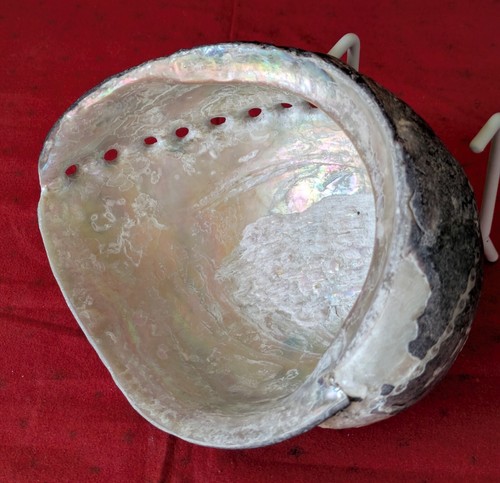 Large abalone seashell - large,