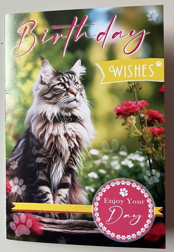 Cute maine coon kitten cat - maine,