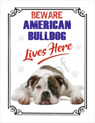 Beware american bulldog lives - american,
