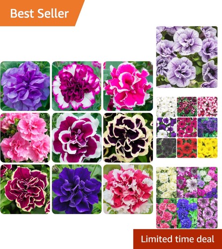 320 colorful petunia flower - colorful,