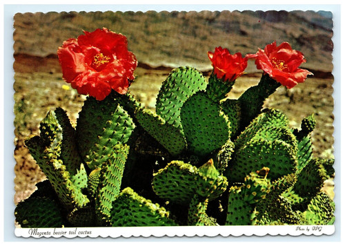 Magenta beaver tail cactus - tail,