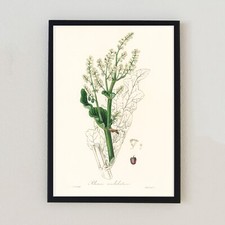 1836 Vintage Plant