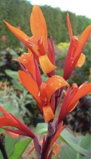 Canna Musifolia Grande