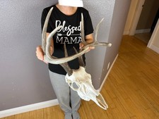 European Fake Skull White Tail Deer Antlers Set Wild Idaho Horns Euro Mount 4x5