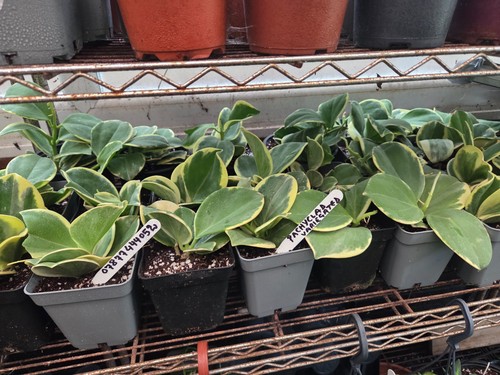 Hoya pachyclada variegated - pachyclada,