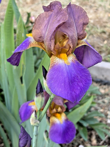 Bearded iris germanica - iris,