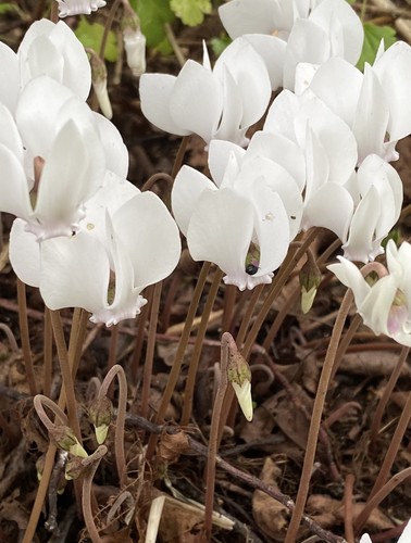Cyclamen hederifolium x50