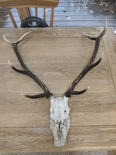 8 Point Red Stag Deer Antlers