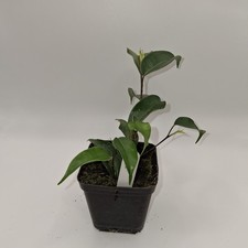 Ficus Benjamina Rooted Cutting