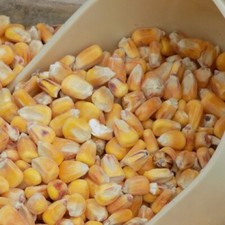 Whole Maize 20kg | Poultry Food, Waterfowl, Pigeon, Goose, Duck Feed