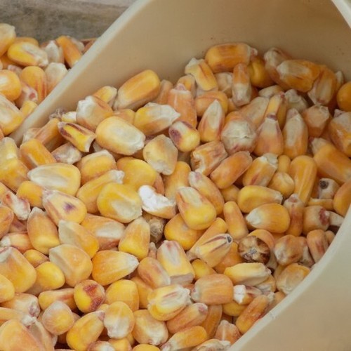 Whole maize 20kg - maize, poultry