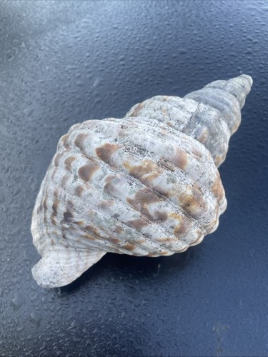 Giant antique sea snail - giant,