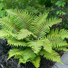Japanese Tassel Fern Polystichum polyblepharum - XXL 3Lt Pot Hardy Evergreen