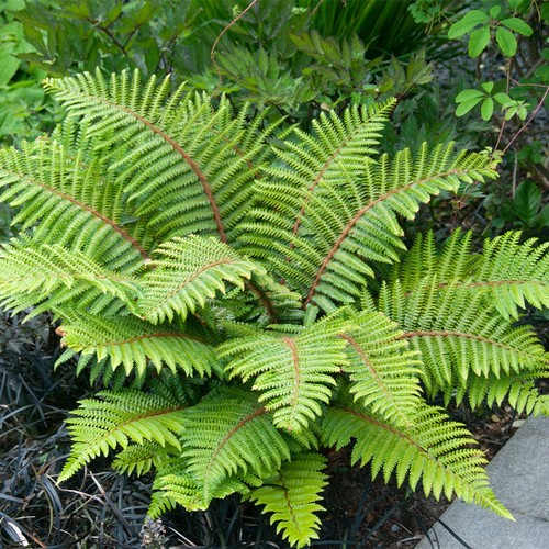 Japanese tassel fern - japanese,