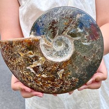 3.7LB of natural color conch fossils from Madagascar