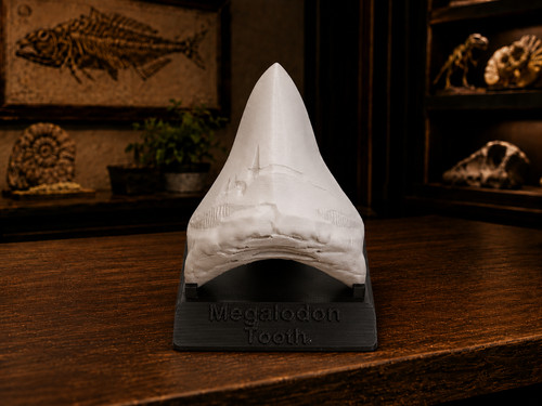 White megalodon tooth replica - tooth,