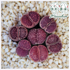 L. salicola 'Sato’s