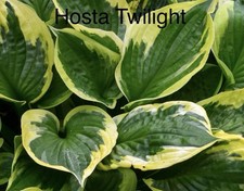 “SALE”  Hosta Twilight X 1
