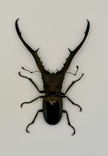 Framed golden metallic stag - golden,