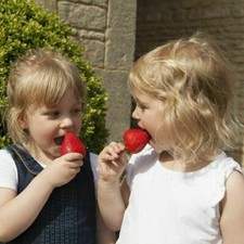 Giant Strawberry 'Sweet Colossus' Jumbo XXL Plug Plants