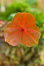Rare Lepanthes telipogoniflora