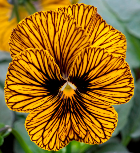 Viola cornuta 21x - viola,