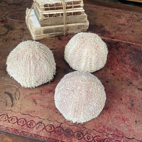 Vintage large sea urchin - vintage,