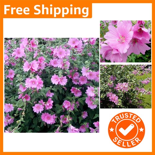 Vibrant pink lavatera - vibrant, rosea