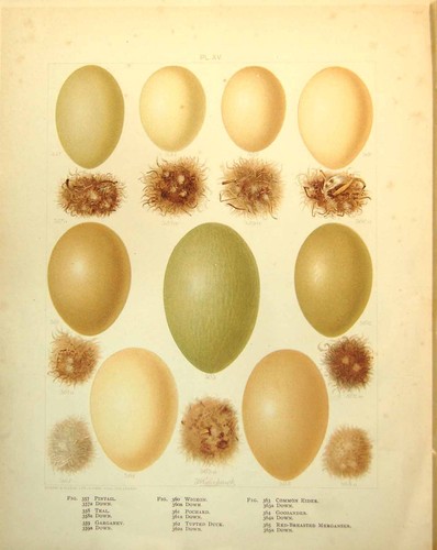 Antique print eggs - print,
