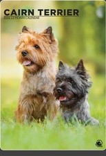 Cairn Terrier 2026 Wall Calendar Dog Breed Gift
