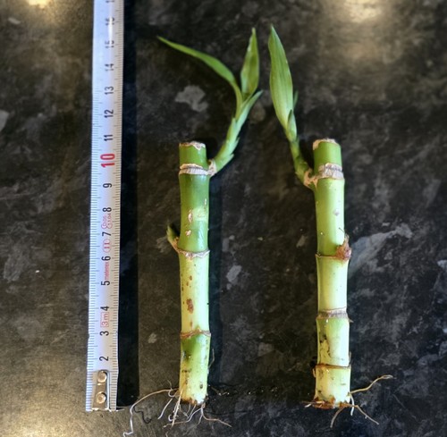 Medium lucky bamboo stems - bamboo,